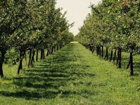 Arborist Expert Witnesses Opine on Damage to Fruit Trees During Harvest on Commercial Farm