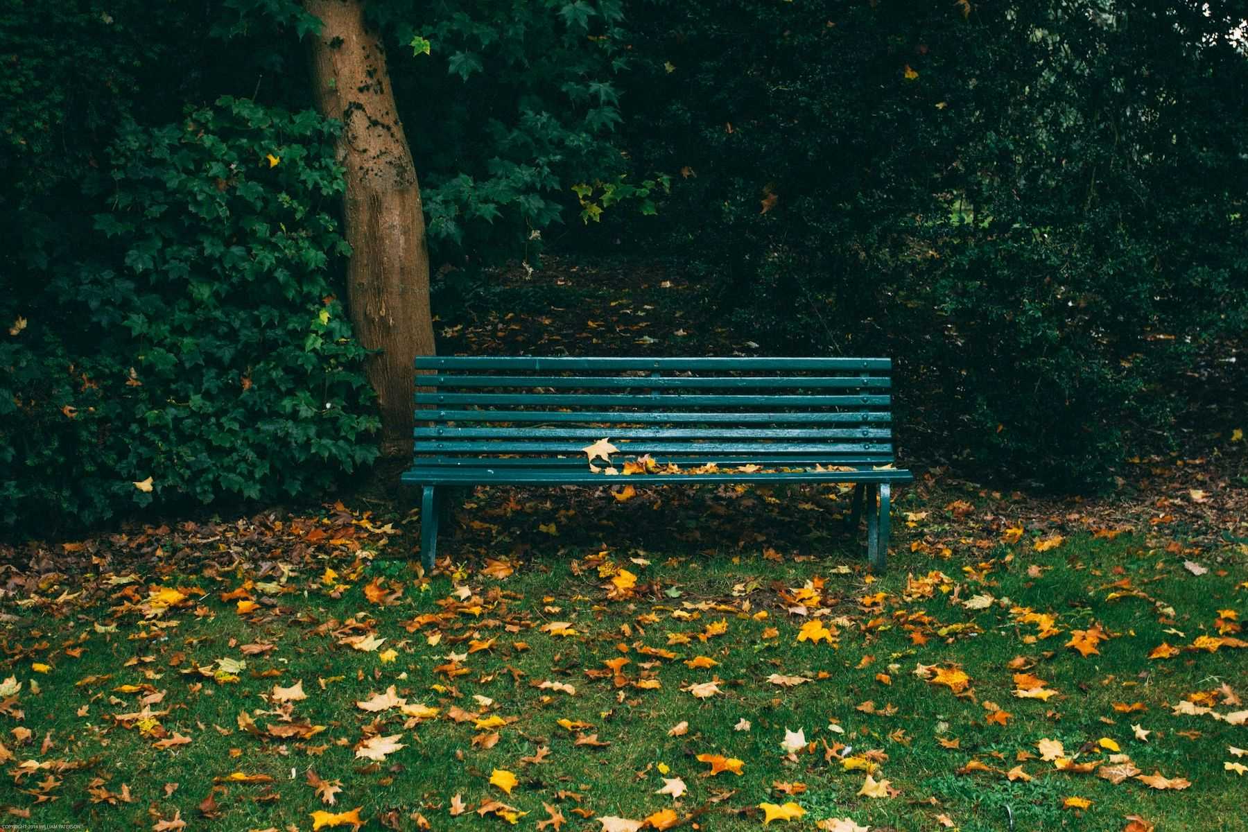 Green park bench in a park