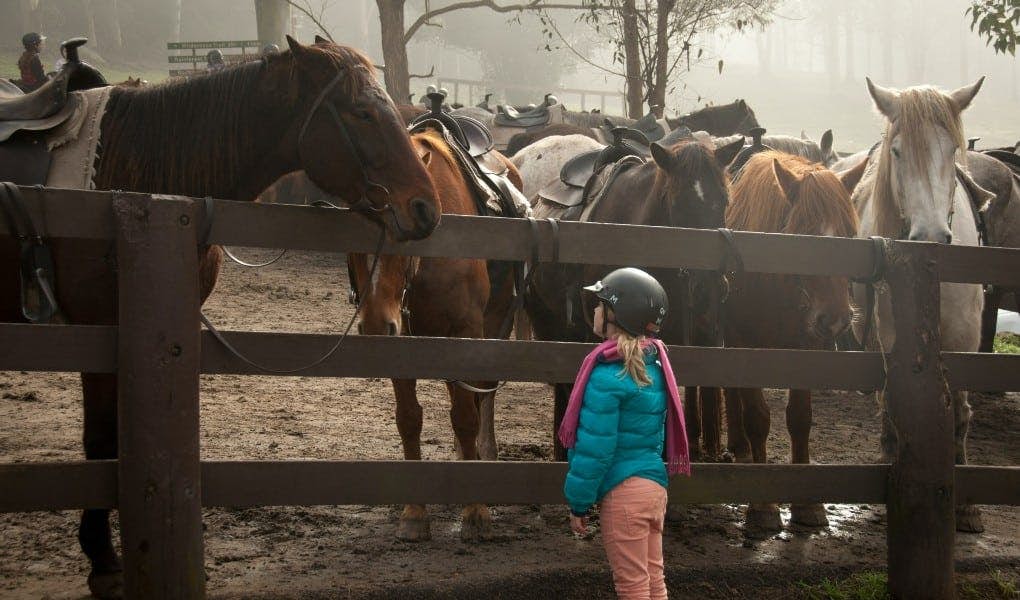 child standing by horses