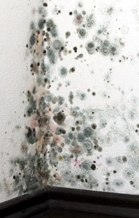 Doctor Comments on Residential Mold Exposure