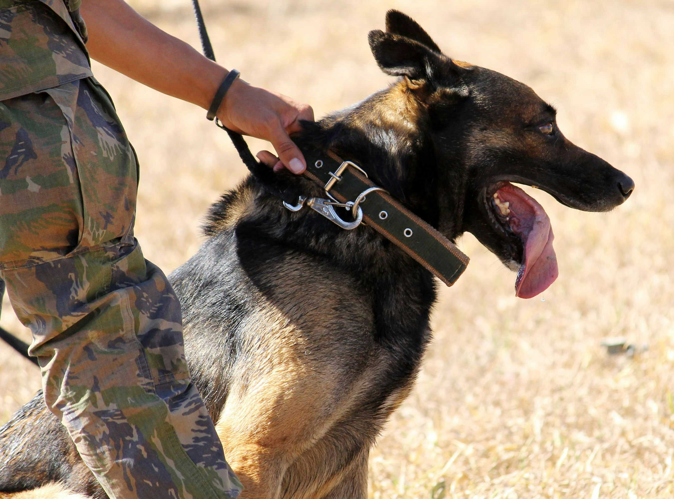 Police Allege Animal Trainer Negligently Provided Aggressive Service Dog