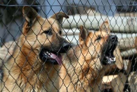 Rottweiler Attack Causes Serious Hand Injuries