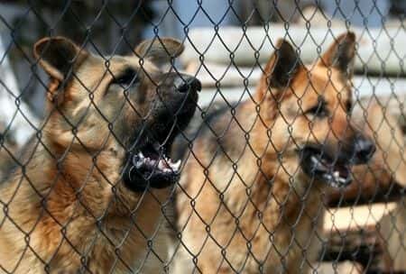 Man Suffers Serious Injuries After Attack by Neighbor’s Dog