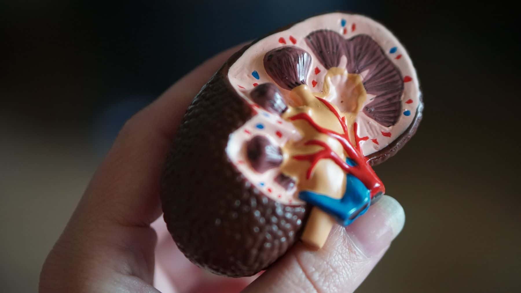 Kidney scale model in hand