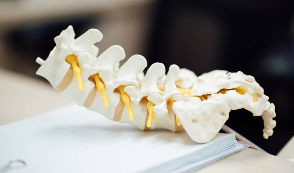 spine