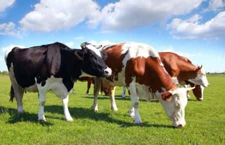 Cattle ranch worker suffers severe brain injury