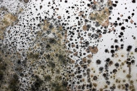 Toxic Mold Contributes to Infection and Pulmonary Hypertension