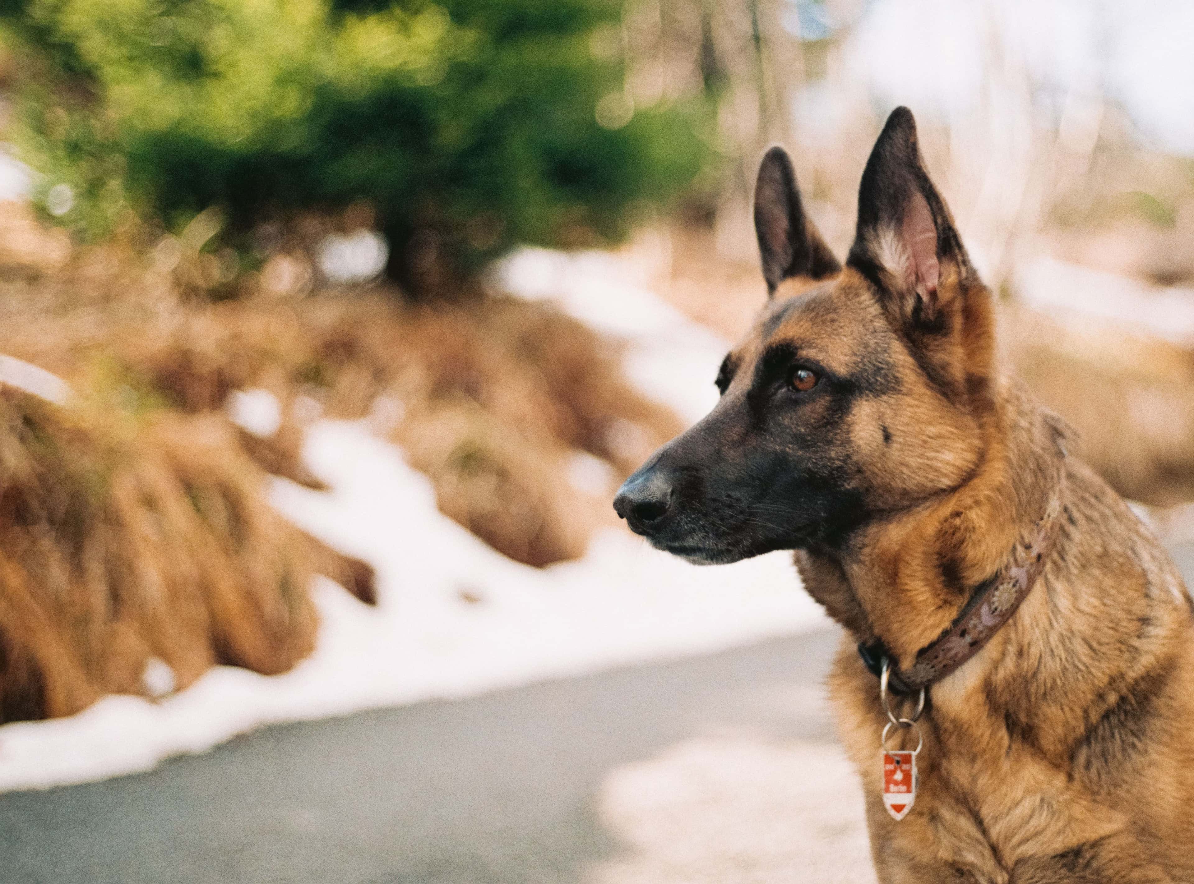 Police Officer Shoots and Kills Allegedly Aggressive Dog