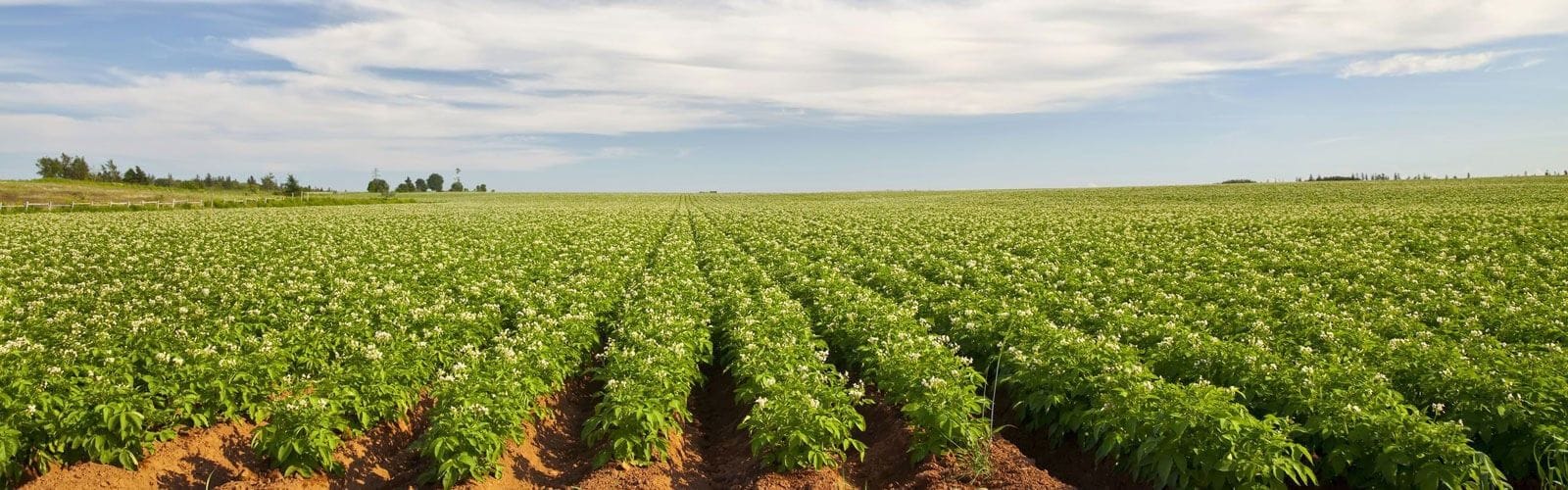 Agriculture Expert Witness