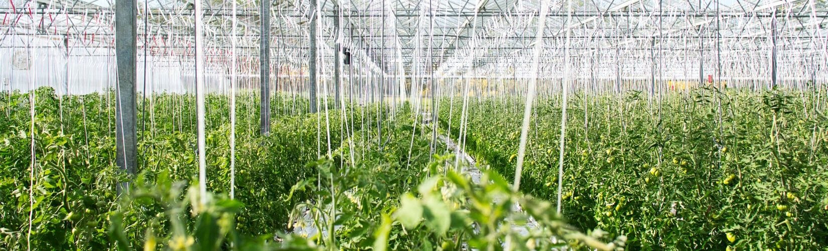 $289 Million Monsanto Roundup Verdict Affirmed, Award Reduced To $78 Million