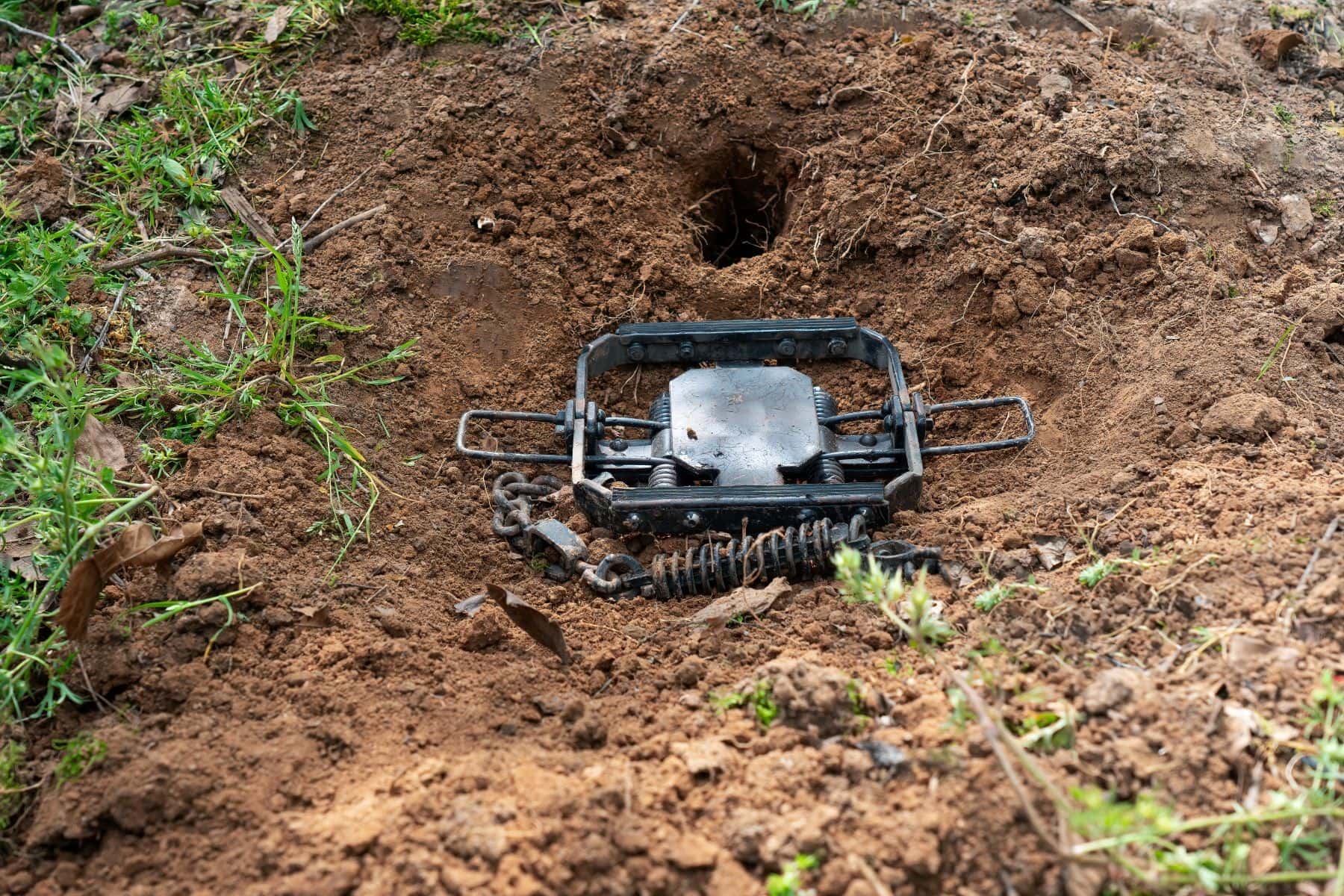 Wild game leg trap in dirt